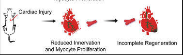 Nerves Regulate Cardiomyocyte Proliferation and Heart Regeneration